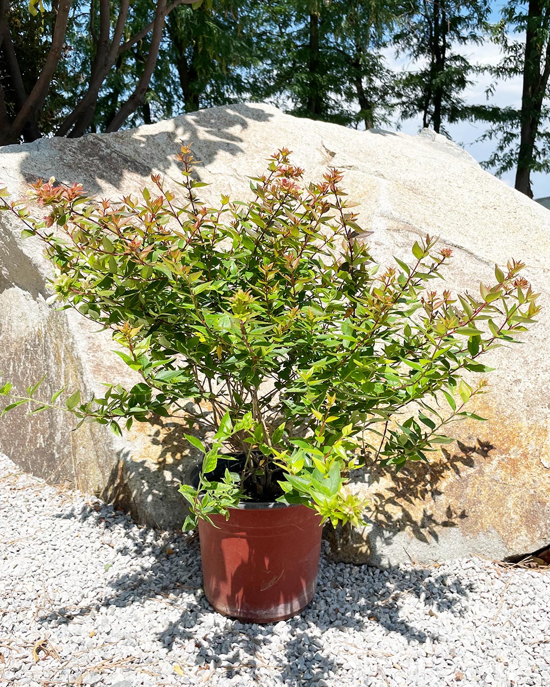 Abelia grandiflora