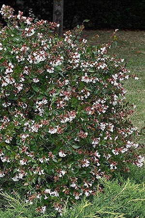 Abelia grandiflora
