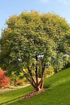 Acer griseum