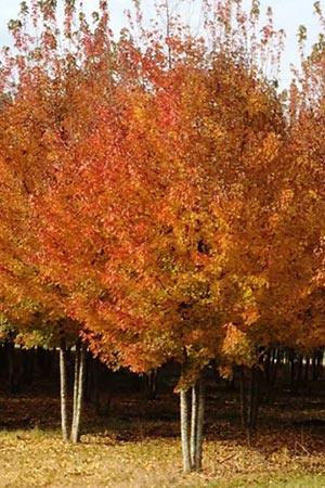 Acer buergerianum