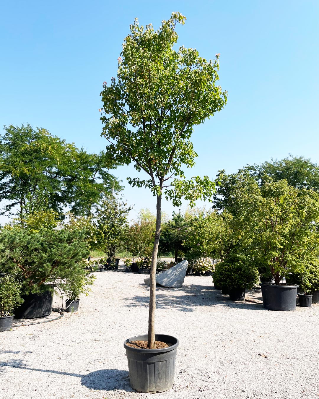 Acer buergerianum