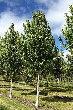 Acer campestre