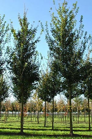 Acer campestre