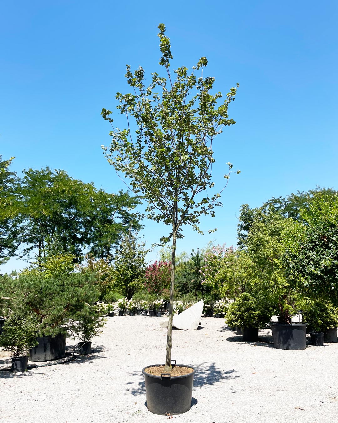 Acer campestre ‘Queen Elizabeth’