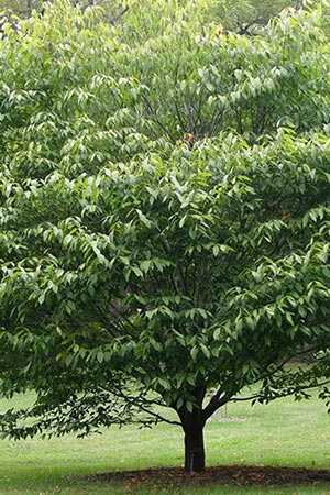 Acer carpinifolium