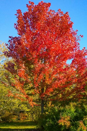 Acer freemanii