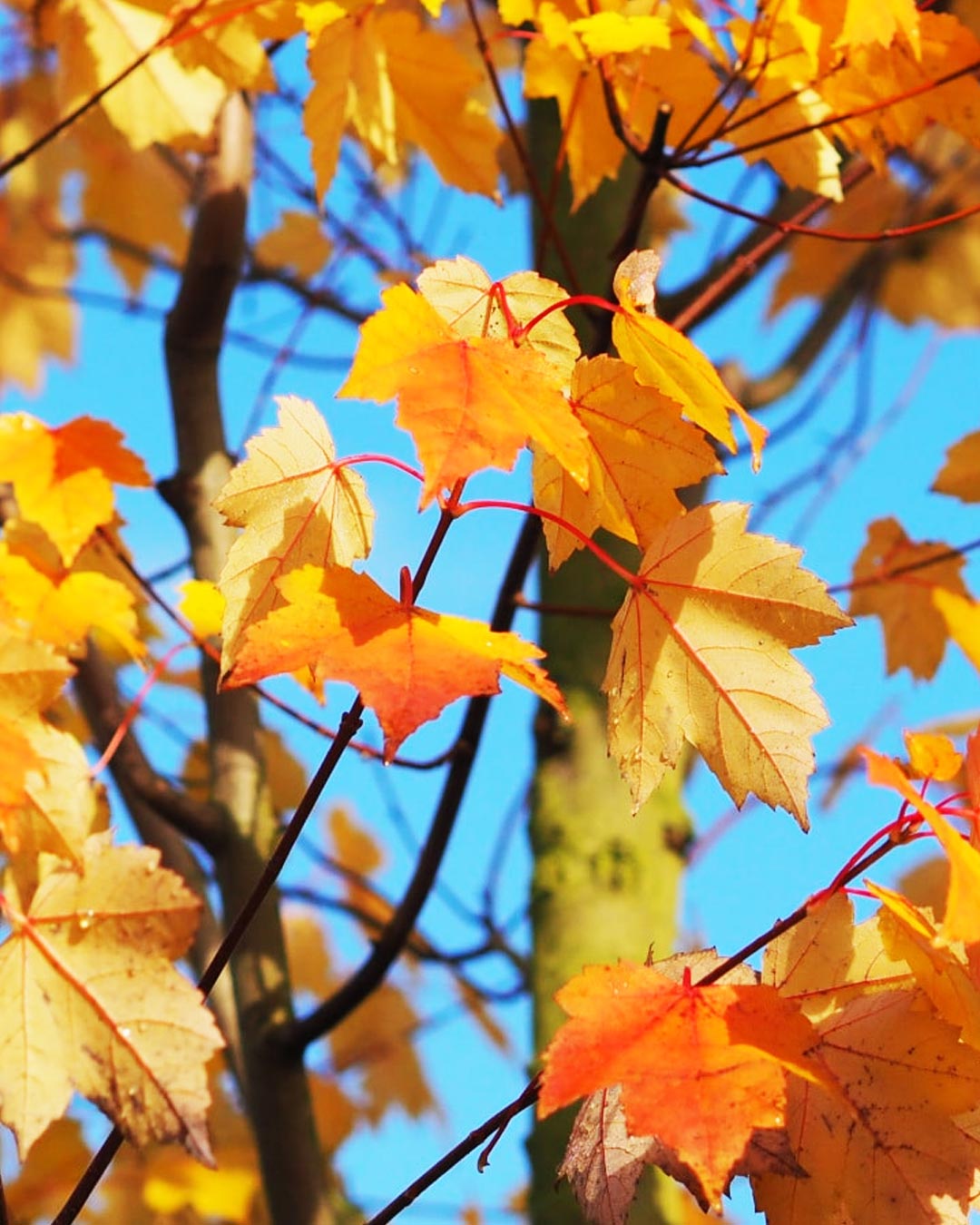 Acer freemanii ‘Armstrong’