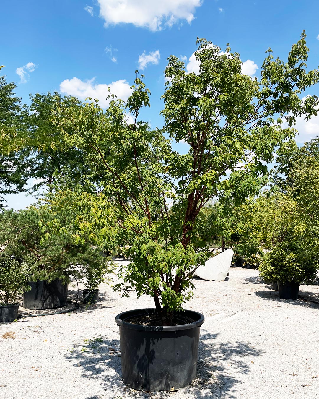 Acer griseum