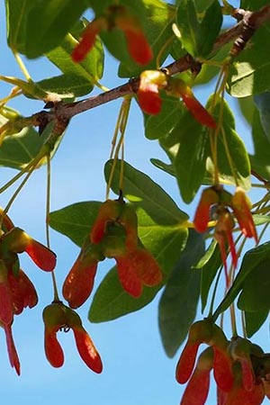 Acer monspesulanum