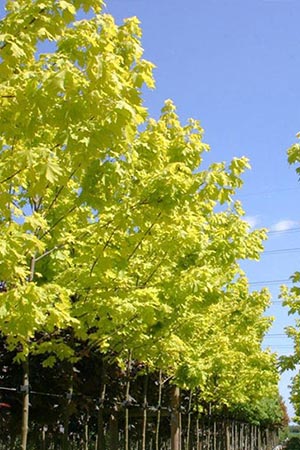 Acer plataniodes