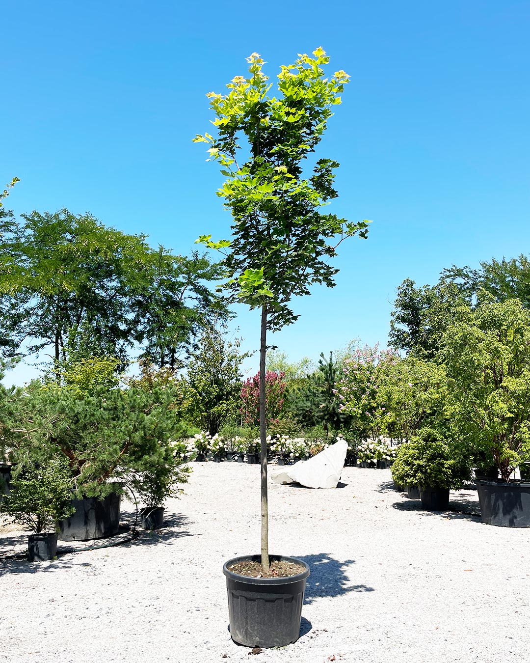 Acer platanoides ‘Cleveland’