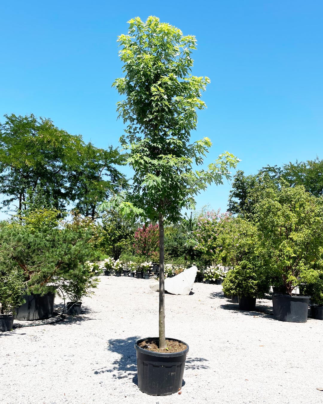 Acer saccharinum ‘Pyramidale’