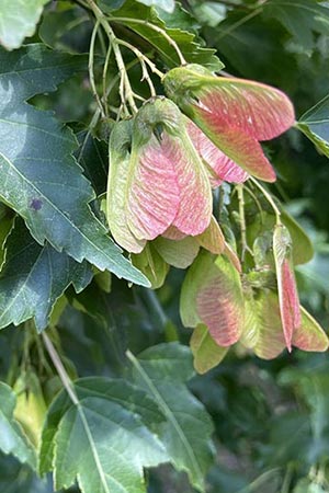 Acer tataricum