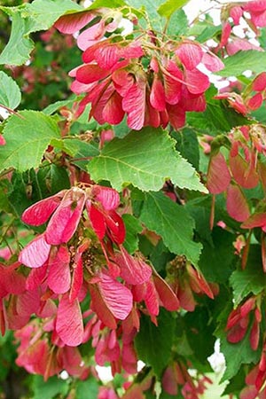 Acer tataricum