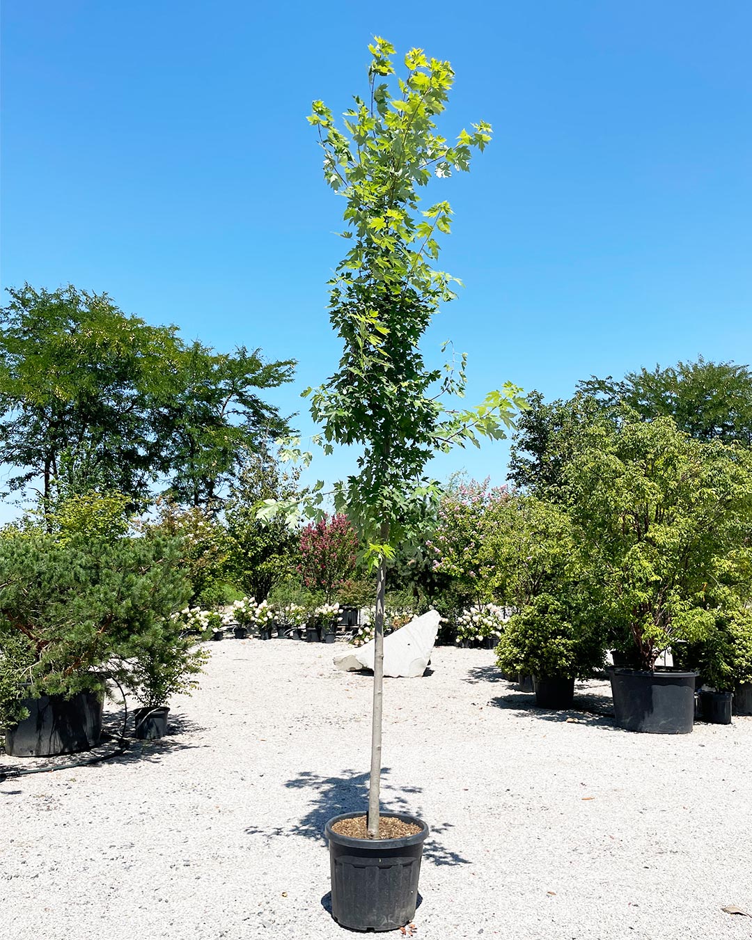 Acer x freemanii ‘Autumn Blaze’