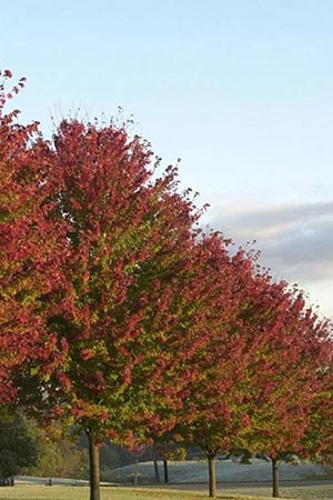 Acer freemanii