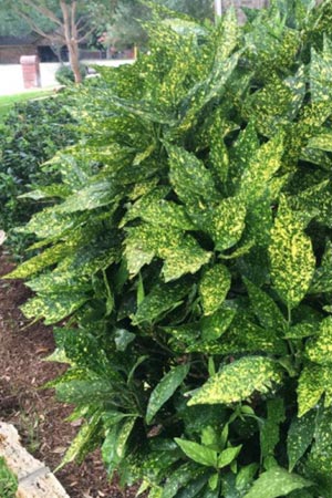 Aucuba japonica