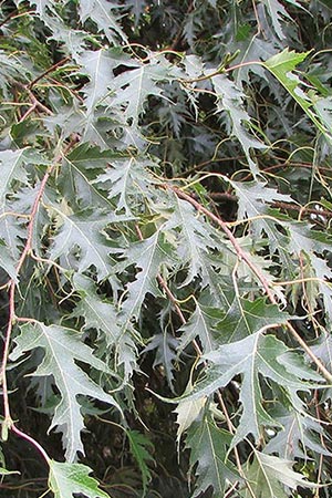 Betula pendula