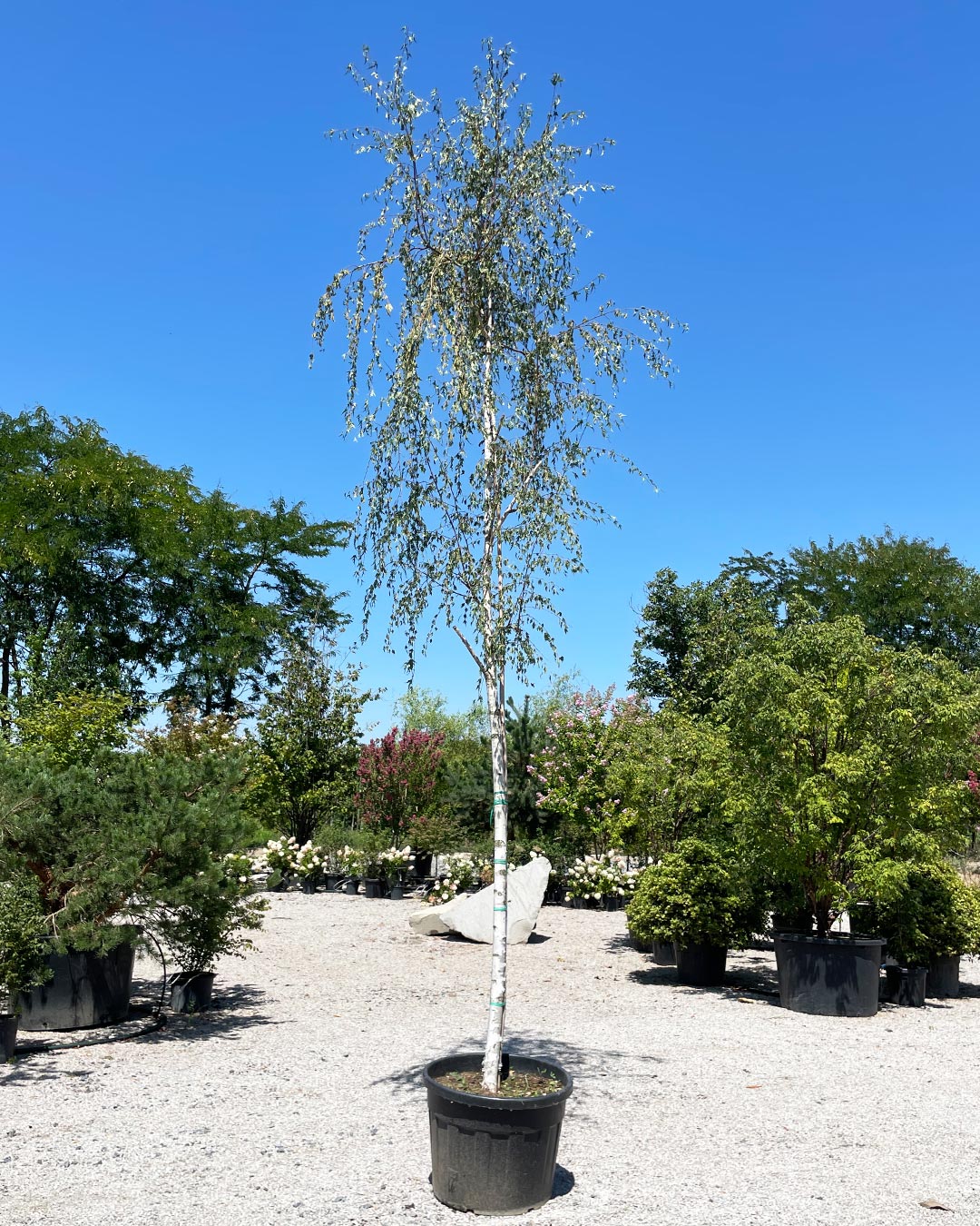 Betula pendula ‘Crispa’