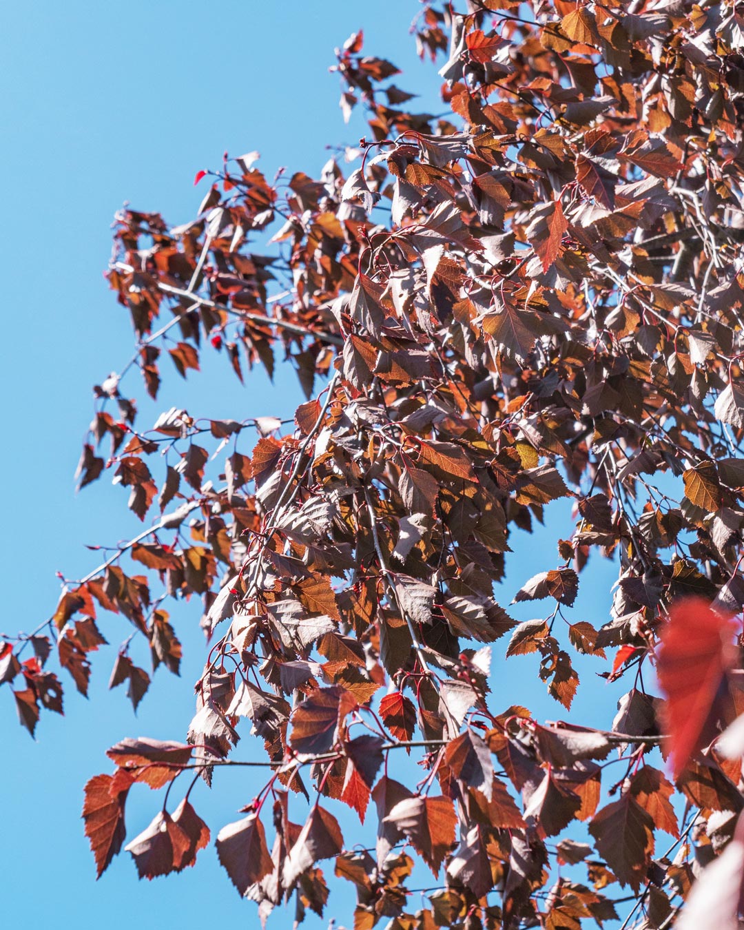 Betula pendula ‘Royal Frost’
