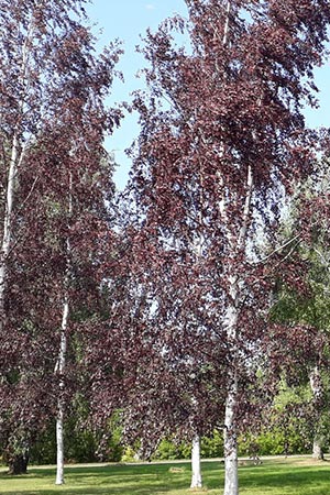 Betula pendula