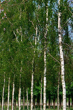 Betula tristis