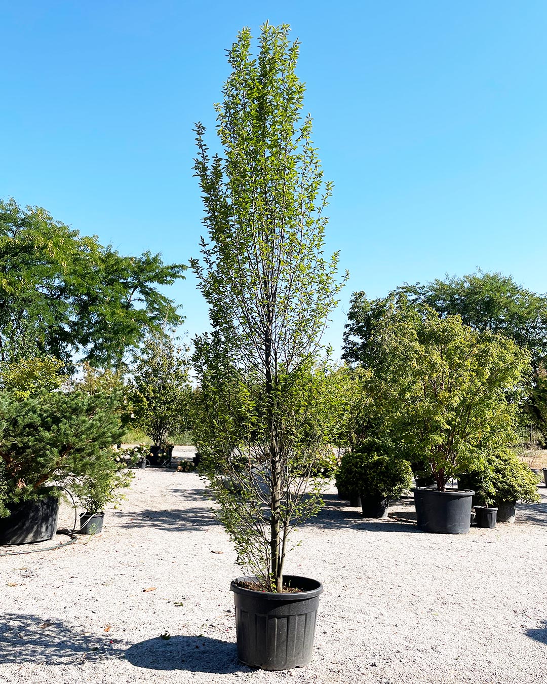 Carpinus betulus Fastigiata