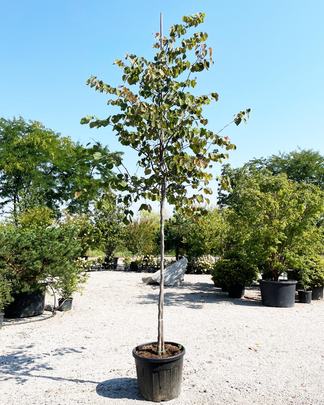 Cercis canadensis ‘Forest Pansy’