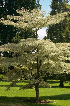 Cornus contraversa