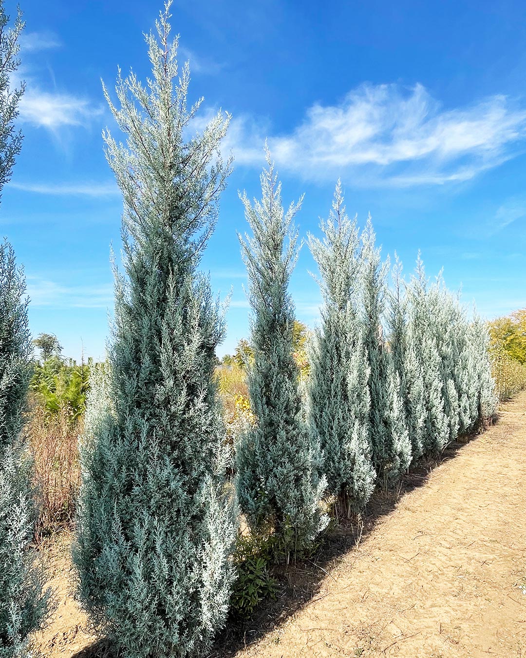 Cupressus arizonica ‘Fastigiata’