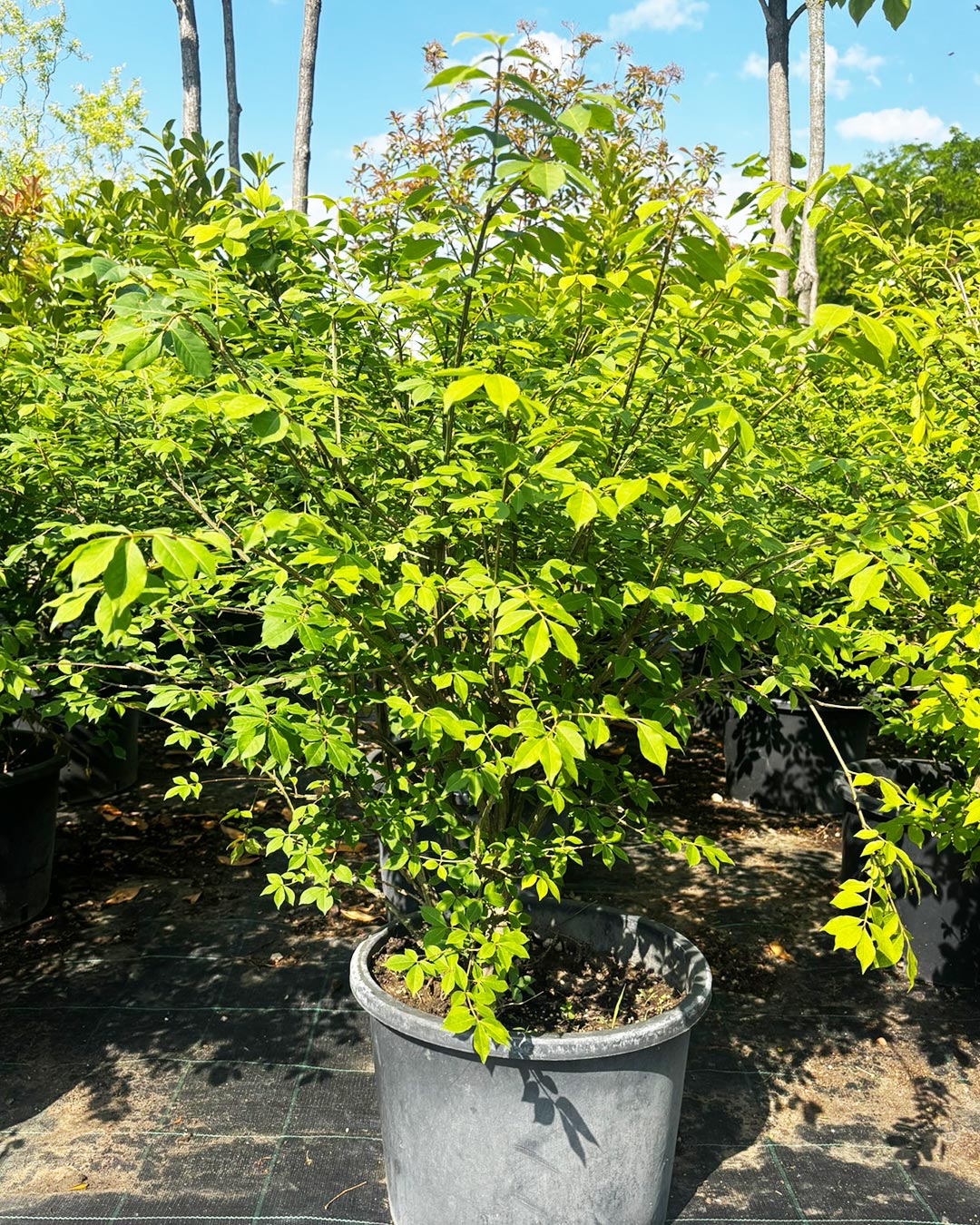 Euonymus alatus