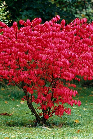 Euonymus alatus