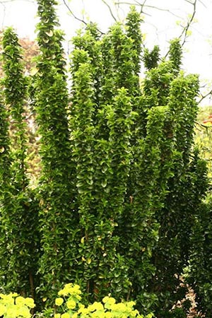 Euonymus  japonicus