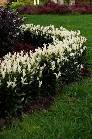 Euonymus  japonicus