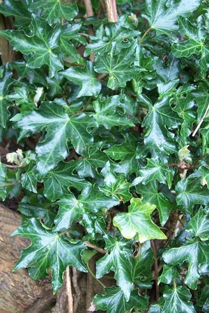 Hedera helix