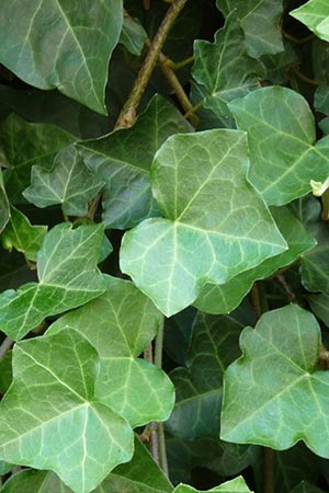 Hedera helix