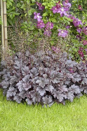 Heuchera micrantha
