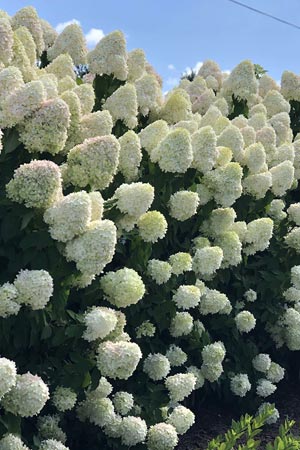 Hydrangea paniculata