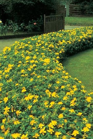 Hypericum calycinum