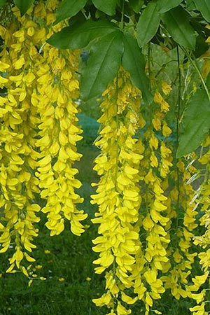Laburnum watereri