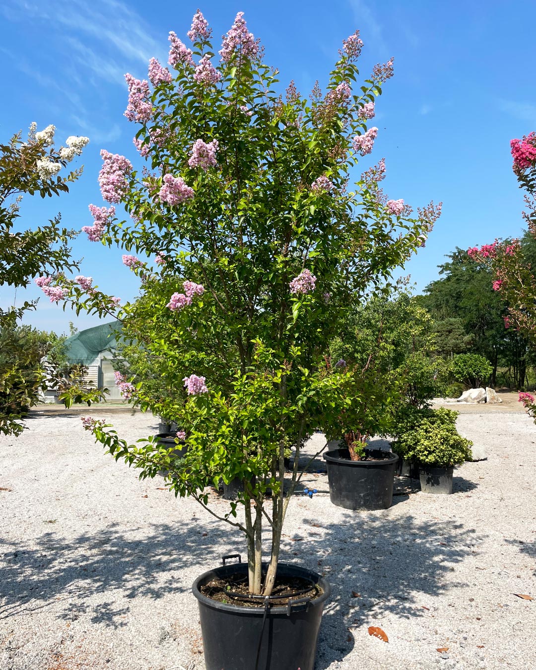 Lagerstroemia indica ‘Muskogee’ 
