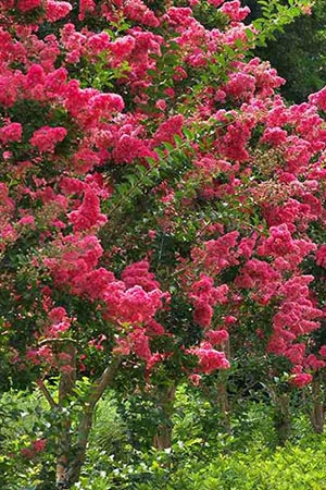 Lagerstroemia indica