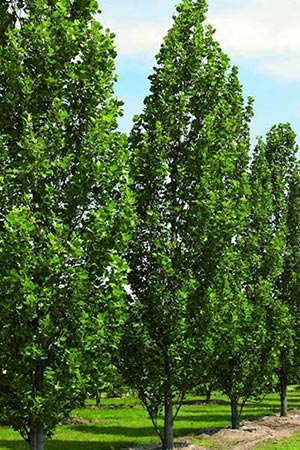 Liriodendron tulipifera
