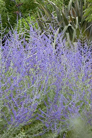 Perovskia atriplicifolia