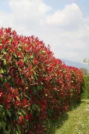 Photinia x fraseri