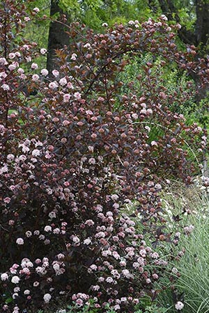 Physocarpus opulifolius
