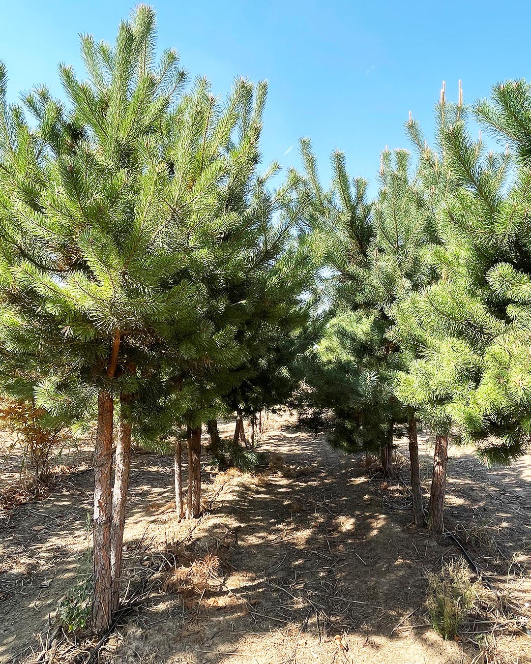 Pinus sylvestris