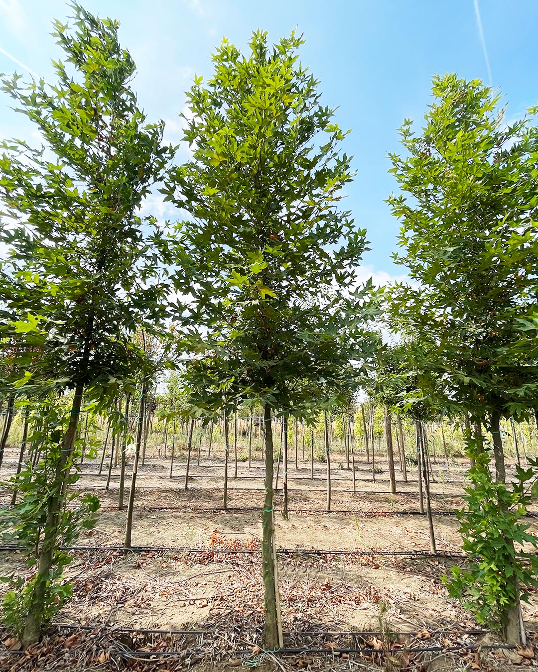Platanus orientalis ‘Minaret’