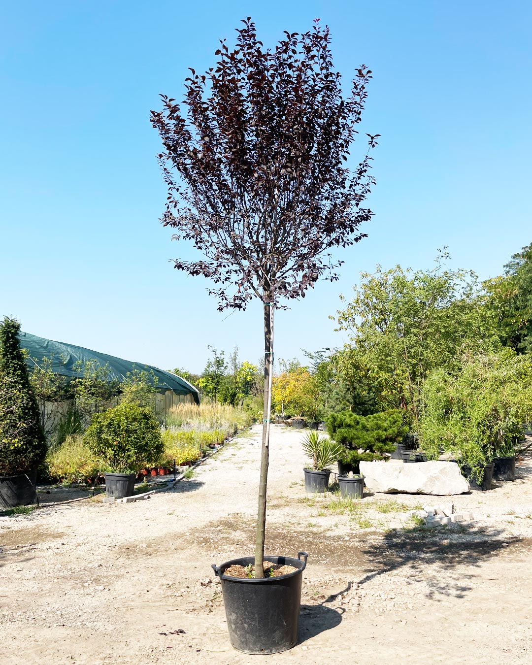 Prunus cerasifera ‘Nigra’