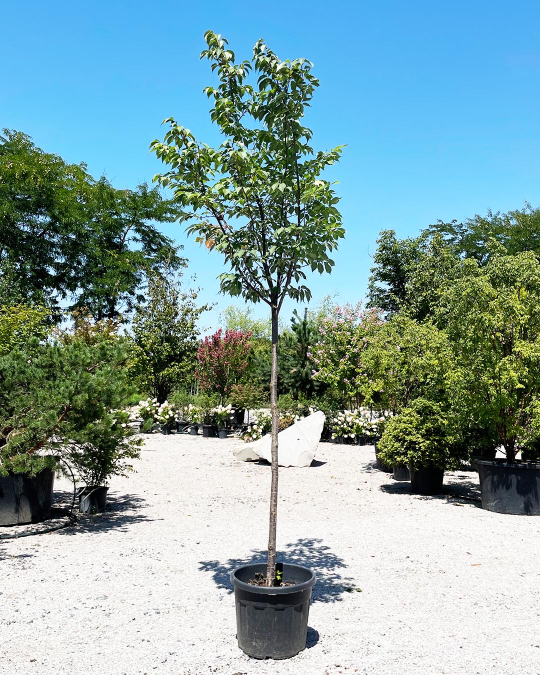 Prunus sargentii ‘Rancho’